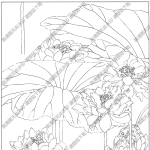 荷花白描圖片15高清下載