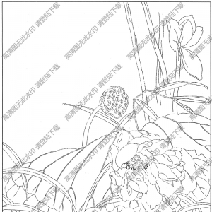 荷花線描畫19高清大圖下載