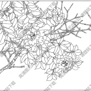 茶花白描線稿50高清圖片下載