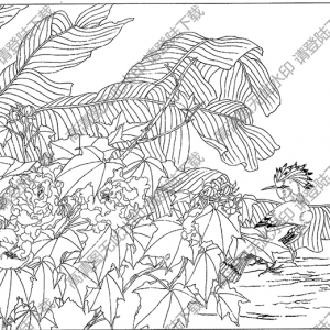 芙蓉白描線稿17高清圖片下載