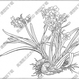 水仙花線描畫16高清大圖下載