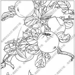 草蟲(chóng)白描圖片2高清下載