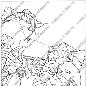 草蟲(chóng)白描圖片3高清下載