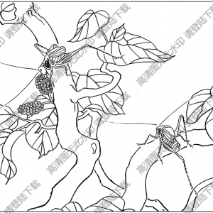 草蟲(chóng)線描畫(huà)底稿7高清大圖下載