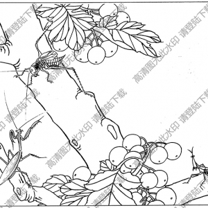 草蟲(chóng)線描畫(huà)底稿8高清大圖下載