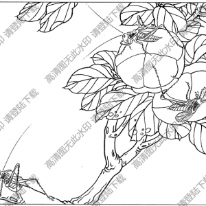 草蟲(chóng)線描畫(huà)底稿10高清大圖下載