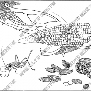 草蟲(chóng)線描畫(huà)底稿11高清大圖下載