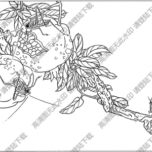 草蟲(chóng)線描畫(huà)底稿12高清大圖下載