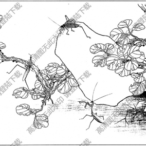 草蟲(chóng)白描線稿13高清圖片下載