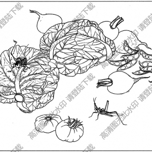 草蟲(chóng)白描線稿14高清圖片下載