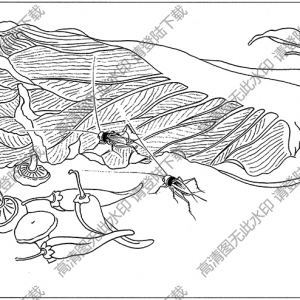 草蟲(chóng)白描線稿17高清圖片下載